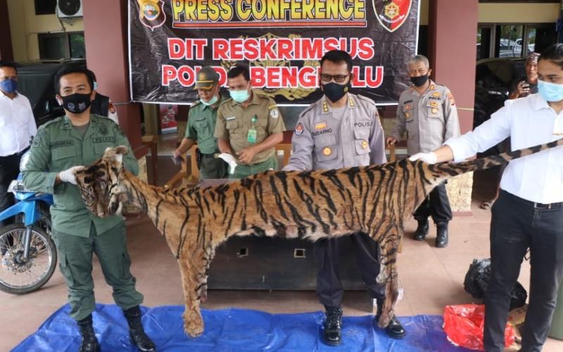 olda Bengkulu Ungkap Perdagangan Kulit dan Organ Tubuh Harimau Sumatra