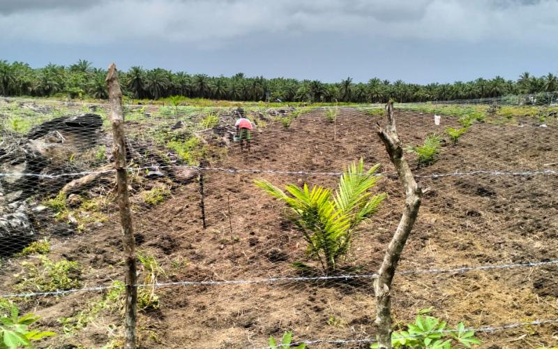 Polsek Sukaraja Lakukan Monitoring Penanaman Jagung di Lahan Ketahanan Pangan