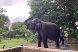 Kawasan Taman Nasional Way Kambas (TNWK) di Lampung Timur