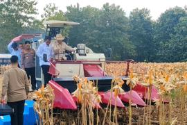  Presiden Republik Indonesia, Prabowo Subianto   menghadiri kegiatan Panen Raya Jagung Serentak Kuartal II