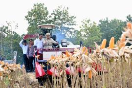 Presiden Prabowo Turun Langsung Panen Jagung di Tuban