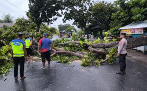 Polresta Bengkulu Evakuasi Pohon Tumbang Halangi Jalan