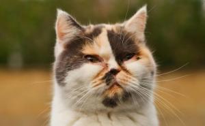 Jangan Panik, Ini Langkah Awal Saat Mata Kucing Mulai Bermasalah