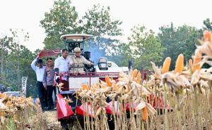 Presiden Prabowo Turun Langsung Panen Jagung di Tuban