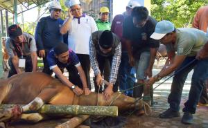 Keluarga besar Kantor Wilayah (Kanwil) Kementerian Agama Provinsi Bengkulu melaksanakan kegiatan penyembelihan hewan kurban