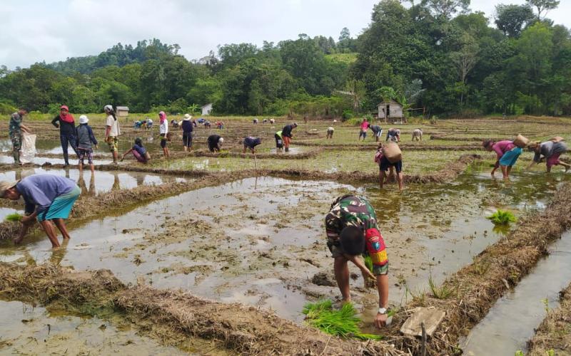 Perkuat Program Ketahanan Pangan, Babinsa Koramil Seberuang Bantu Petani Tanam Padi