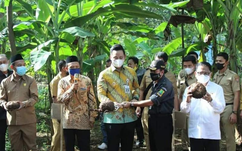 Bupati Kendal Dico M. Ganinduto B.Sc hadiri panen Porang perdana di Desa Sidomakmur Kecamatan Kaliwungu Selatan pada hari Senin (14/6/2021)