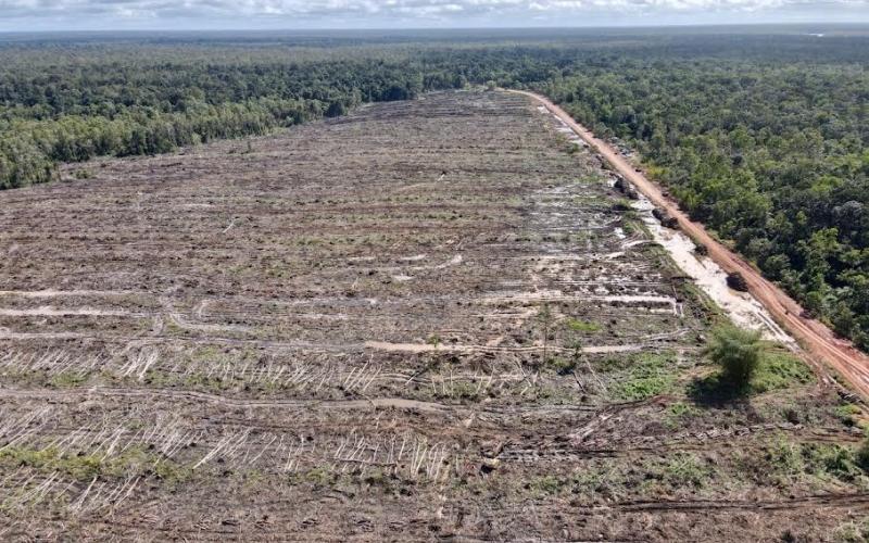 Komersialisasi Hasil Hutan