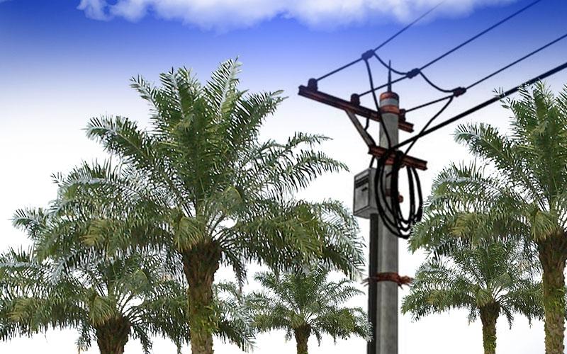 Egrek Sawit Sentuh Kabel Listrik, Petani Ketahun Tewas Kesetrum