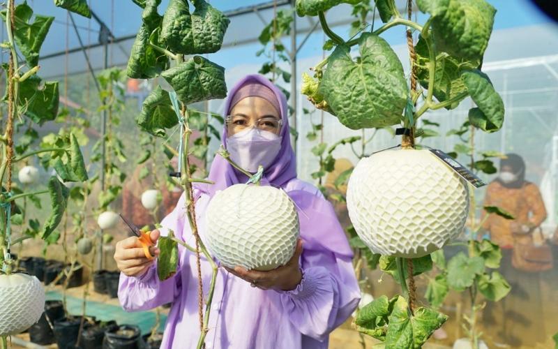 Panen Ikona Melon, Ketua TP PKK Bengkulu Langsung Jatuh Hati