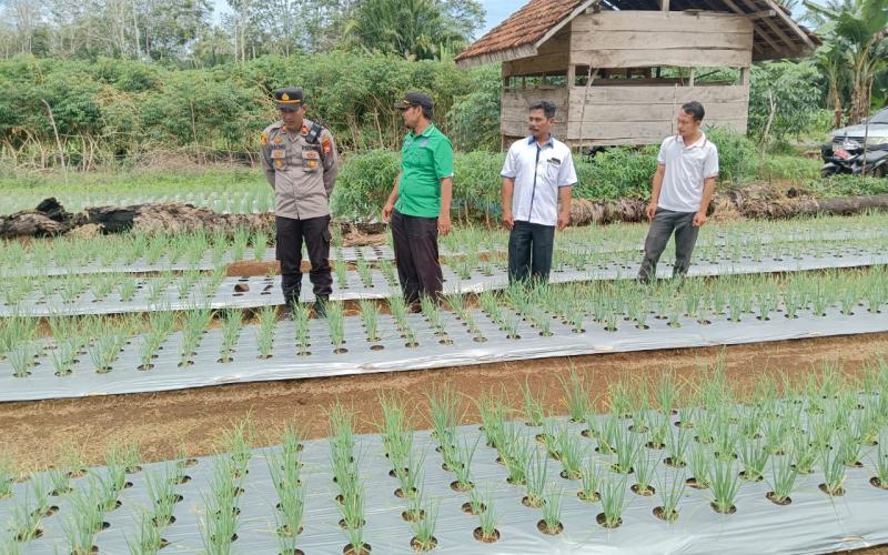 Kapolsek Padang Jaya Melakukan Pengamatan dan Monitoring Perkembangan Tanaman Bawang Merah