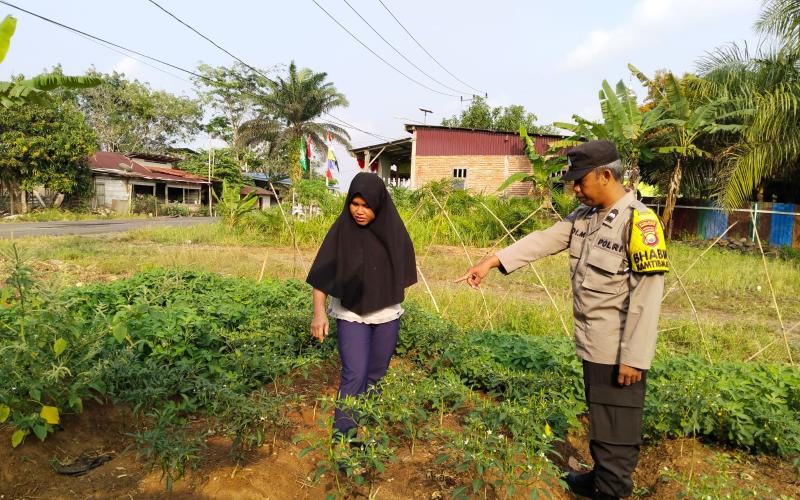 Dukung Ketahanan Pangan, Bhabinkamtibmas Sambang DDS Tanaman Sayuran di Kecamatan Ketahun 