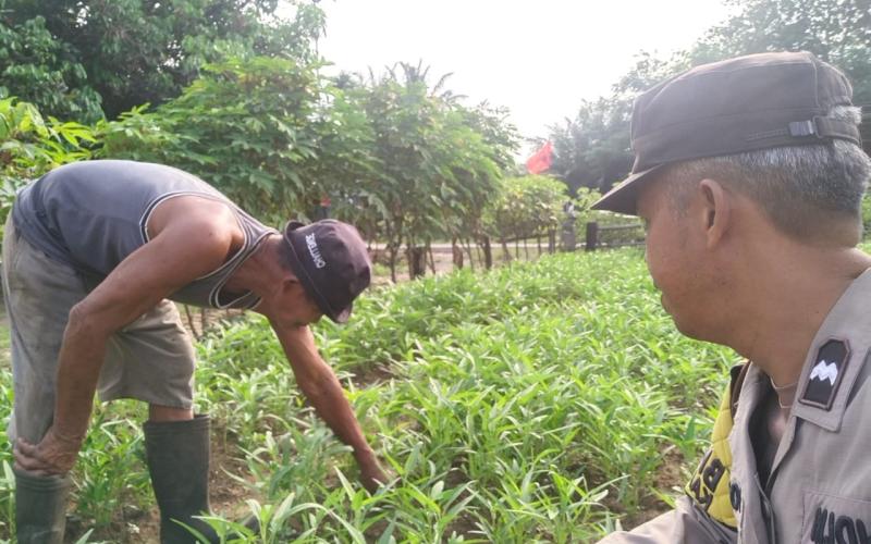 Polisi Sambang Petani, Bhabinkamtibmas Polsek Ketahun Sambang Warga