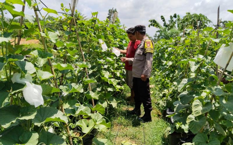 Polisi Sahabat Petani, Bhabinkamtibmas Polsek Ketahun Sambang Warga Binaanya