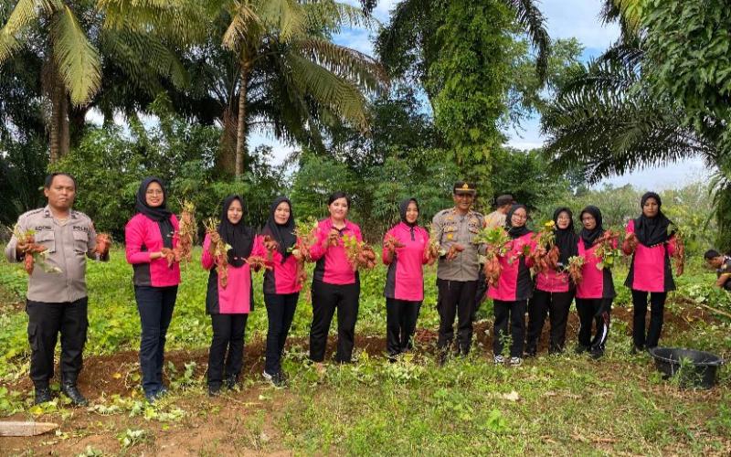 Polsek Padang Jaya Panen Hasil Program Ketahanan Pangan