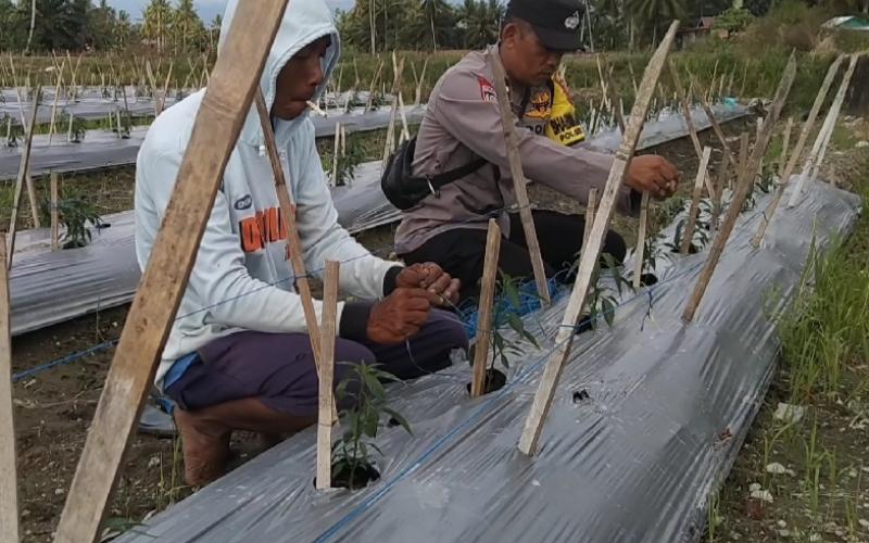Polsek Jajaran Polres Bengkulu Selatan Gelar Pemantauan Tanaman Cabai untuk Dukung Ketahanan Pangan