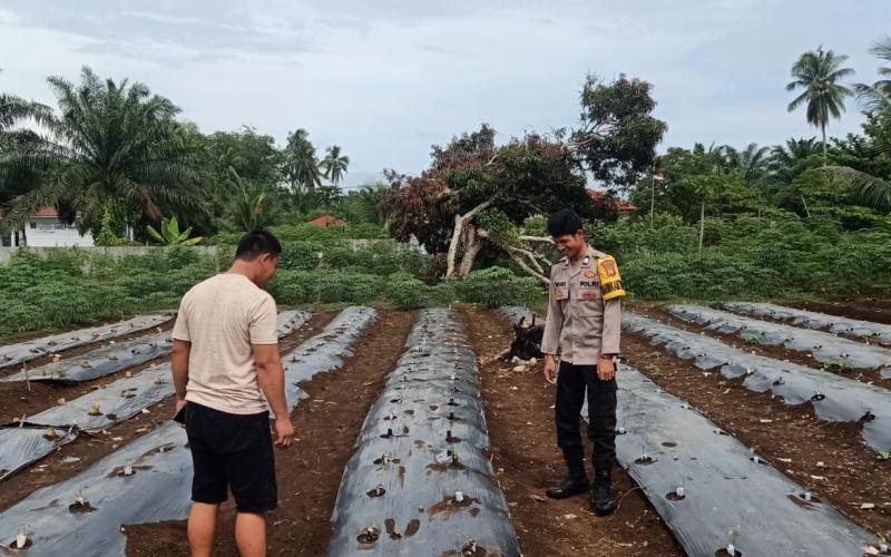 Polsek Manna Lakukan Pemantauan Kebun Cabai untuk Dukung Ketahanan Pangan Masyarakat