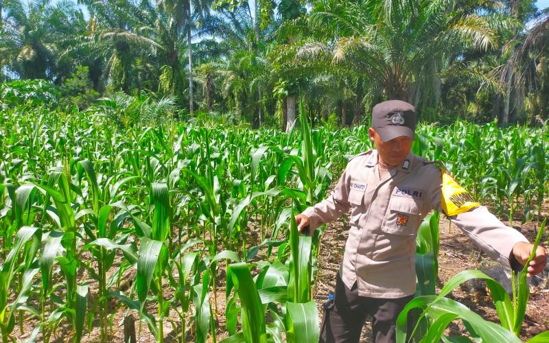 Bhabinkamtibmas Polsek Seginim Dukung Ketahanan Pangan dengan Pemantauan Kebun Jagung di Desa Padang Lebar