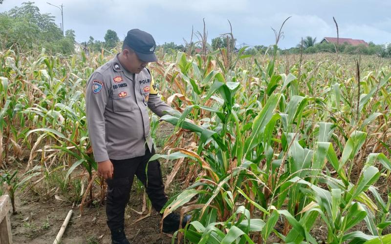 Bhabinkamtibmas Polsek Kota Manna Dukung Ketahanan Pangan di Bengkulu Selatan