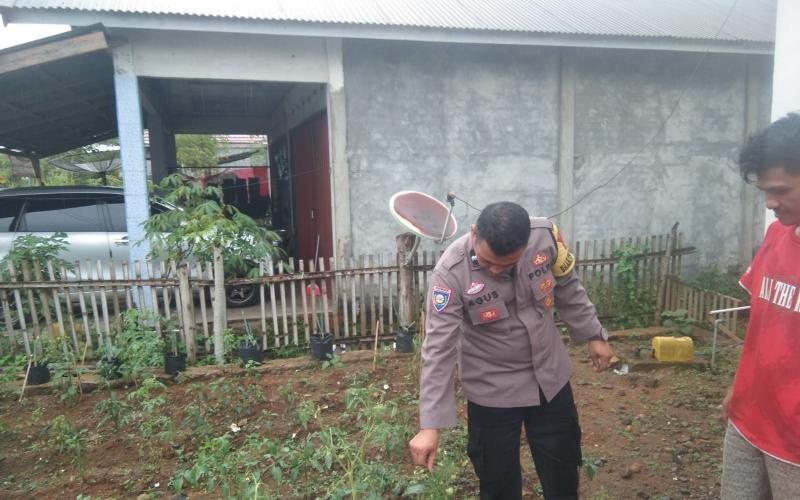 Bhabinkamtibmas Polsek Lebong Tengah Monitoring Ketahanan Pangan Program 1 Pekarangan Tanaman Bergizi