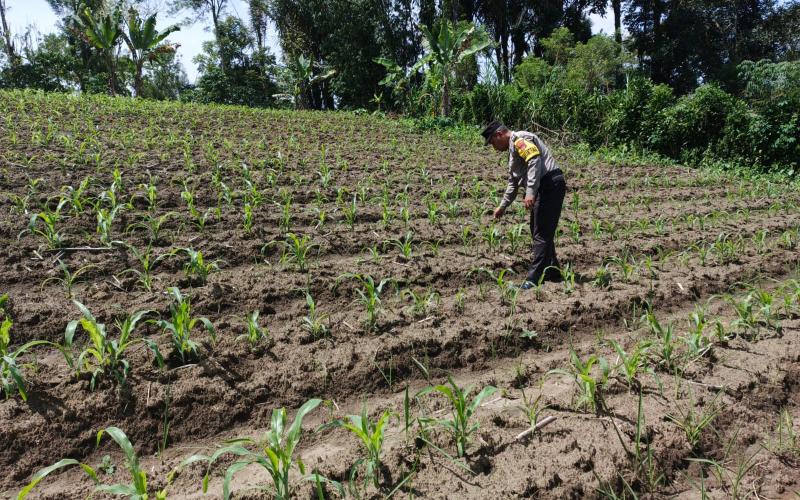 Bhabinkamtibmas Polsek Selupu Rejang Ajak Warga Optimalkan Lahan Kosong untuk Ketahanan Pangan