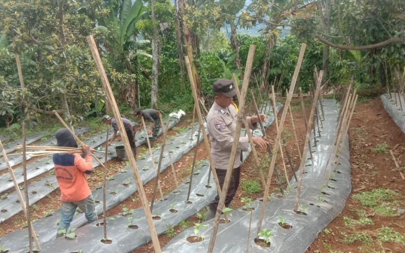 Dukung Ketahanan Pangan, Bhabinkamtibmas Polsek Lebong Selatan Cek Tanaman Sayuran Bergizi