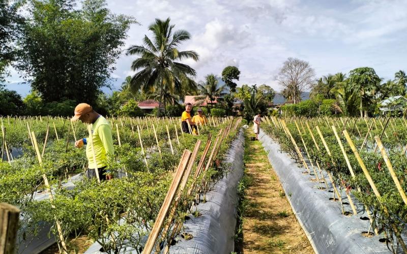 Bhabinkamtibmas Polsek Lebong Utara Ajak Warga Manfaatkan Lahan Kosong Ditanami Tanaman Bergizi