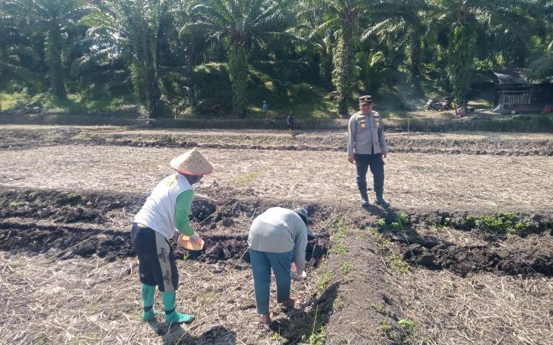 Polsek Semidang Alas Maras Dampingi Warga Tanam Jagung di Desa Karang Dapo