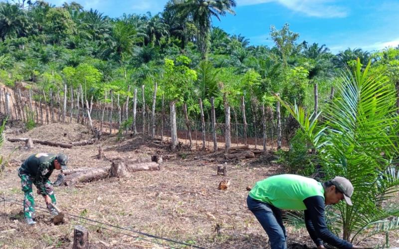 Anggota Satgas TMMD Ke-124 Kodim 0408/BS Bantu Warga Cangkul Kebun Jagung