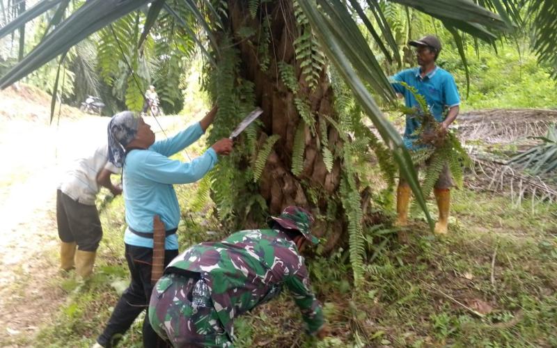 Satgas TMMD Ke-124 Kodim 0408/BS Bantu Warga Panen Kelapa Sawit