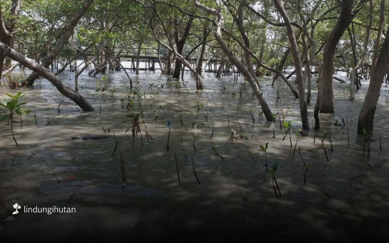 Ilustrasi Berita (LindungiHutan)