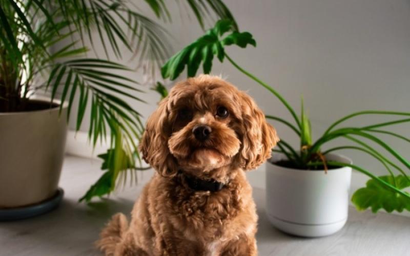 Lokasi Penempatan Underpad Anjing