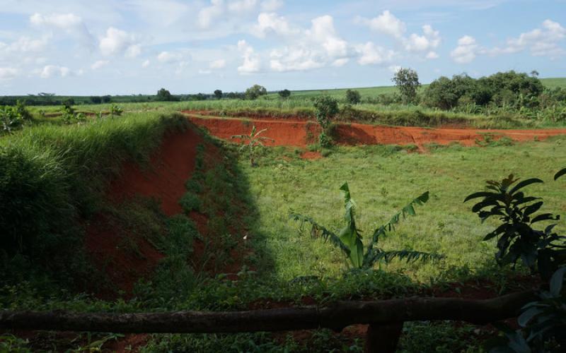 Ilustrasi Berita (LindungiHutan)