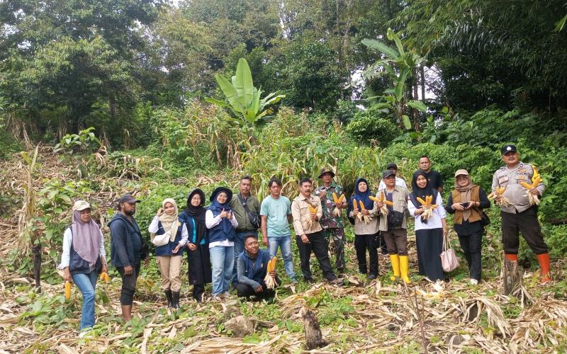 Panen Jagung Program Ketahanan Pangan di Desa Ujung Tanjung I Berlangsung Sukses