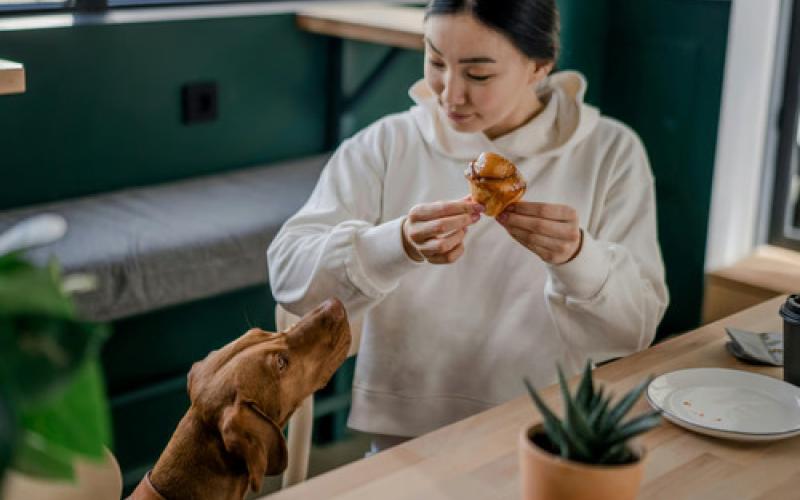 5 Rekomendasi Pet Friendly Cafe di Jakarta untuk Hangout di Akhir Pekan