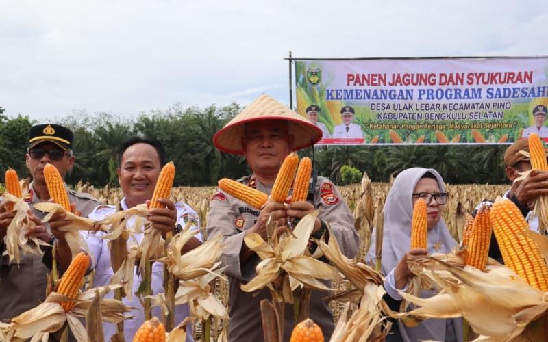 Panen Jagung Kuartal I di Desa Ulak Lebar, Polres Bengkulu Selatan Dukung Ketahanan Pangan