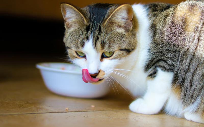 Wet Food Kucing