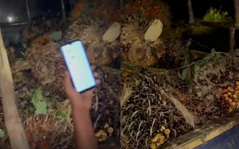 Buah sawit hasil pencurian yang diamankan PT RAA