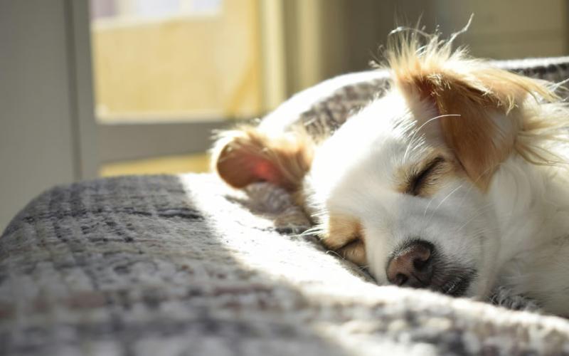 5 Hotel Pet Friendly di Jakarta Cocok untuk Staycation Bareng Anabul