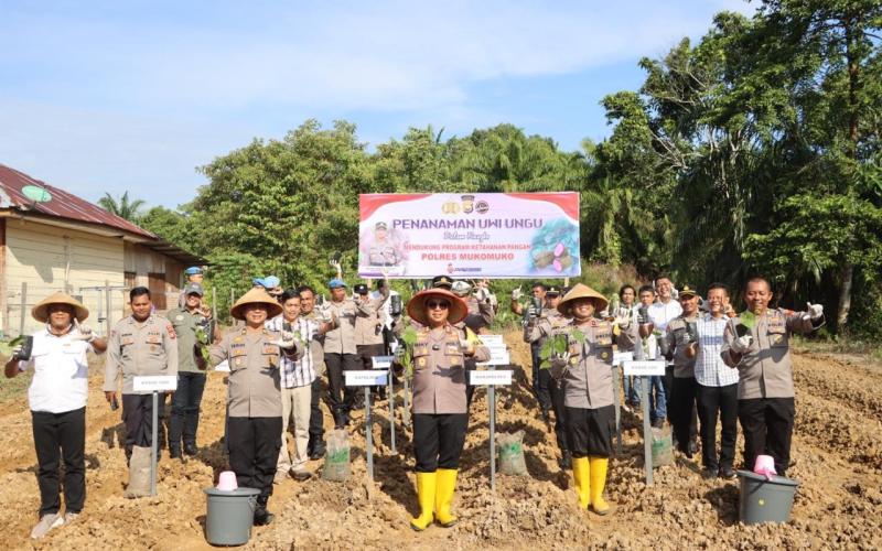 Penanaman Uwi Ungu Dukung Program Ketahanan Pangan