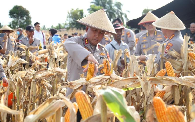 Panen Raya Jagung Tahap I 2026, Polda Bengkulu Tegaskan Komitmen Dukung Ketahanan Pangan Nasional