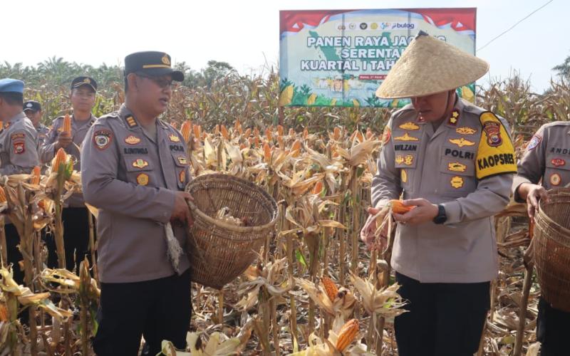 Polres Bengkulu Selatan Panen Raya Jagung, Dukung Swasembada Pangan 2026 dengan Hasil Panen Melimp, Berkat Kerjasama Solid dan Inovatif
