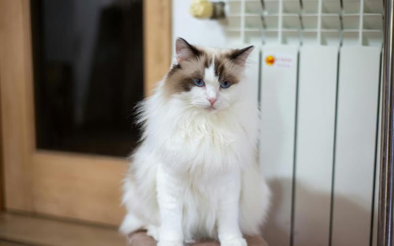 Mengenal Ragdoll Cat dan Pemeliharaan Bulunya