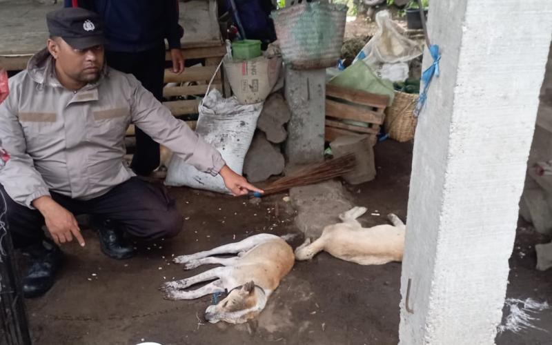 Aksi Cepat Polsek Ujan Mas Evakuasi Korban Tersambar Petir di Kebun