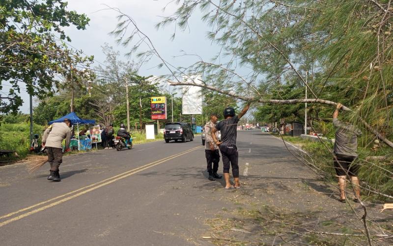 Pohon Tumbang di Jalan Pariwisata Bengkulu, Polisi Sigap Lakukan Evakuasi dan Atur Lalu Lintas
