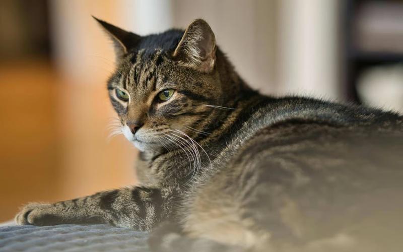 Mengenal Kucing Mujair, Kucing Lokal dengan Karakter Unik yang Banyak Disukai