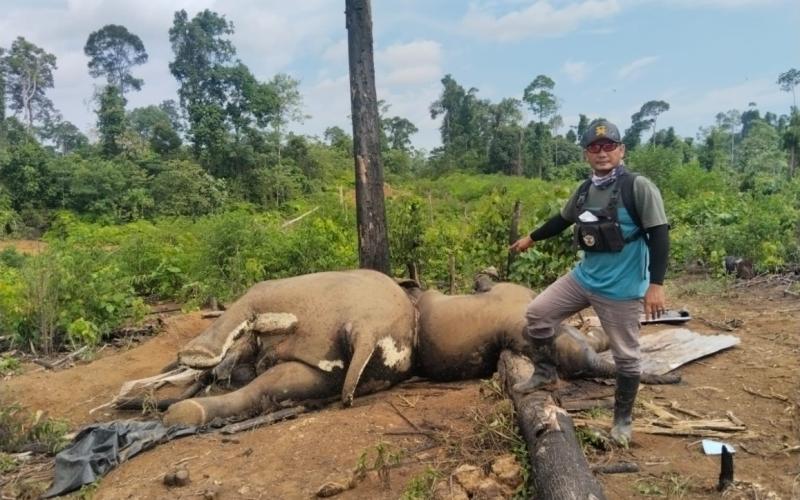 Kapolda Bengkulu Perintahkan Jajarannya Selidiki Penyebab Kematian Dua Gajah 