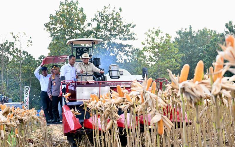 Presiden Prabowo Turun Langsung Panen Jagung di Tuban