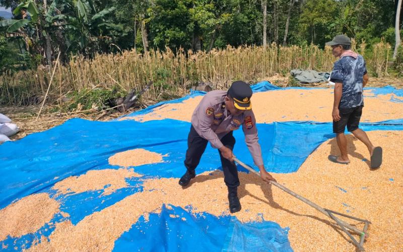 Panen Jagung 3 Ton di Desa Suka Marga, Polres Lebong Dukung Ketahanan Pangan Nasional