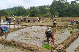 Perkuat Program Ketahanan Pangan, Babinsa Koramil Seberuang Bantu Petani Tanam Padi